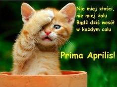 Kotek z życzeniami na Prima Aprilis